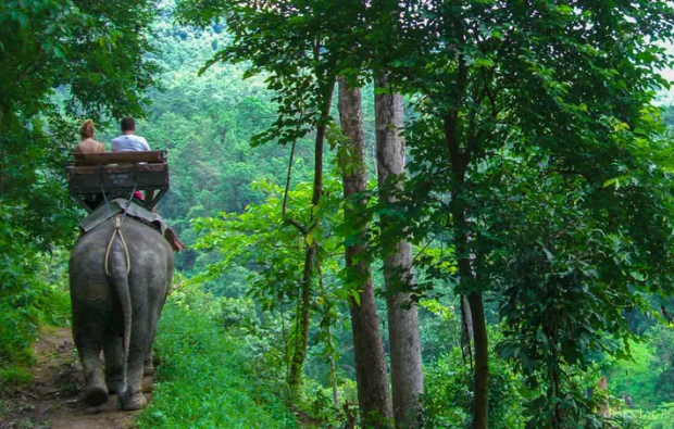 Elephant safari Chiang Mai